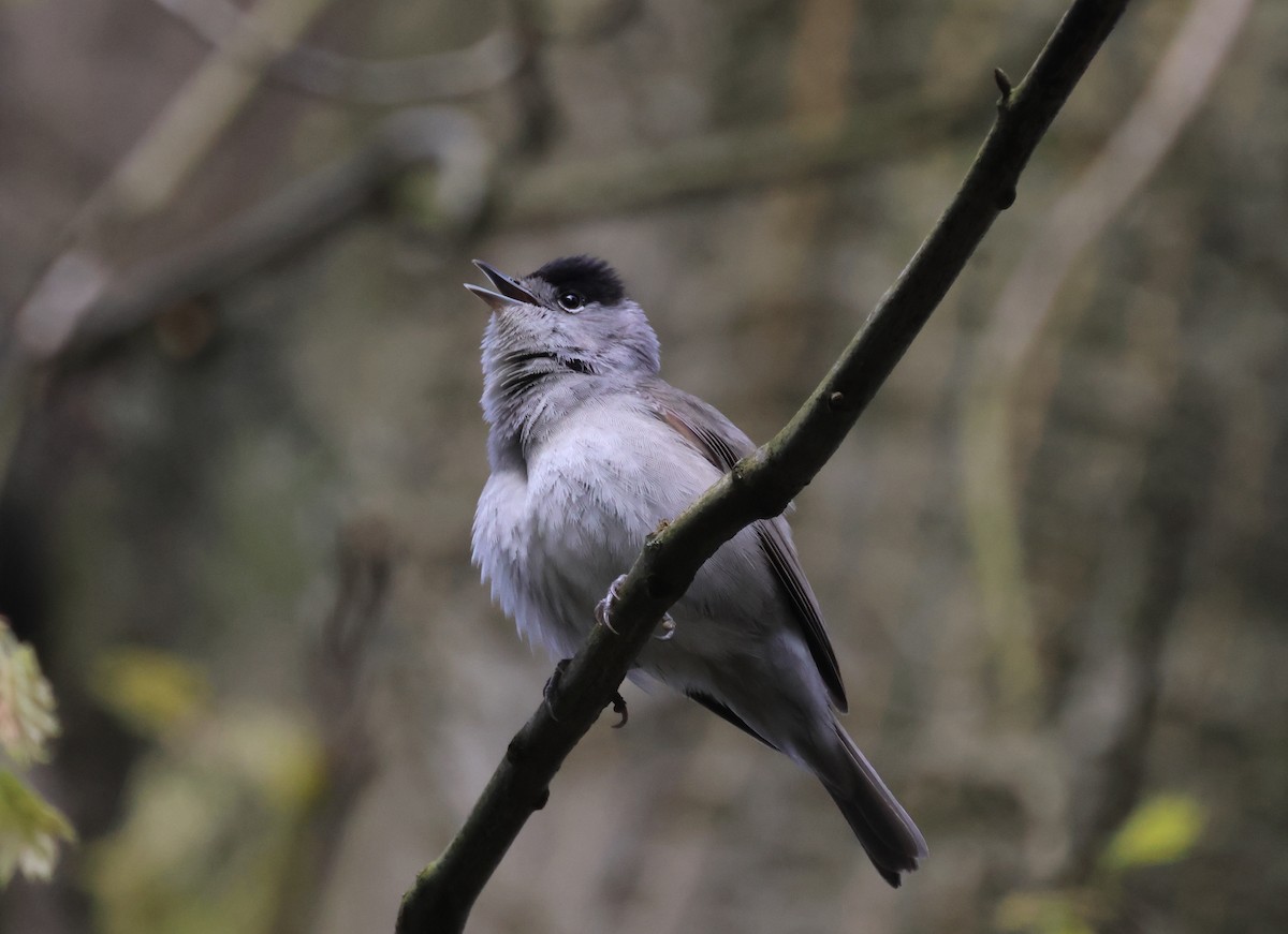 Eurasian Blackcap - ML617868281