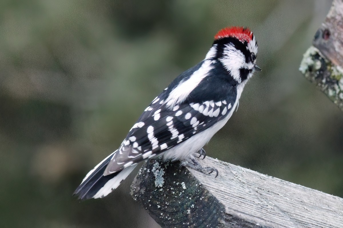 Downy Woodpecker - ML617868319