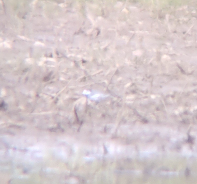 White Wagtail - Brian Wulker