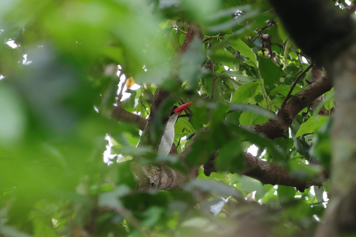 White-rumped Kingfisher - ML617868348