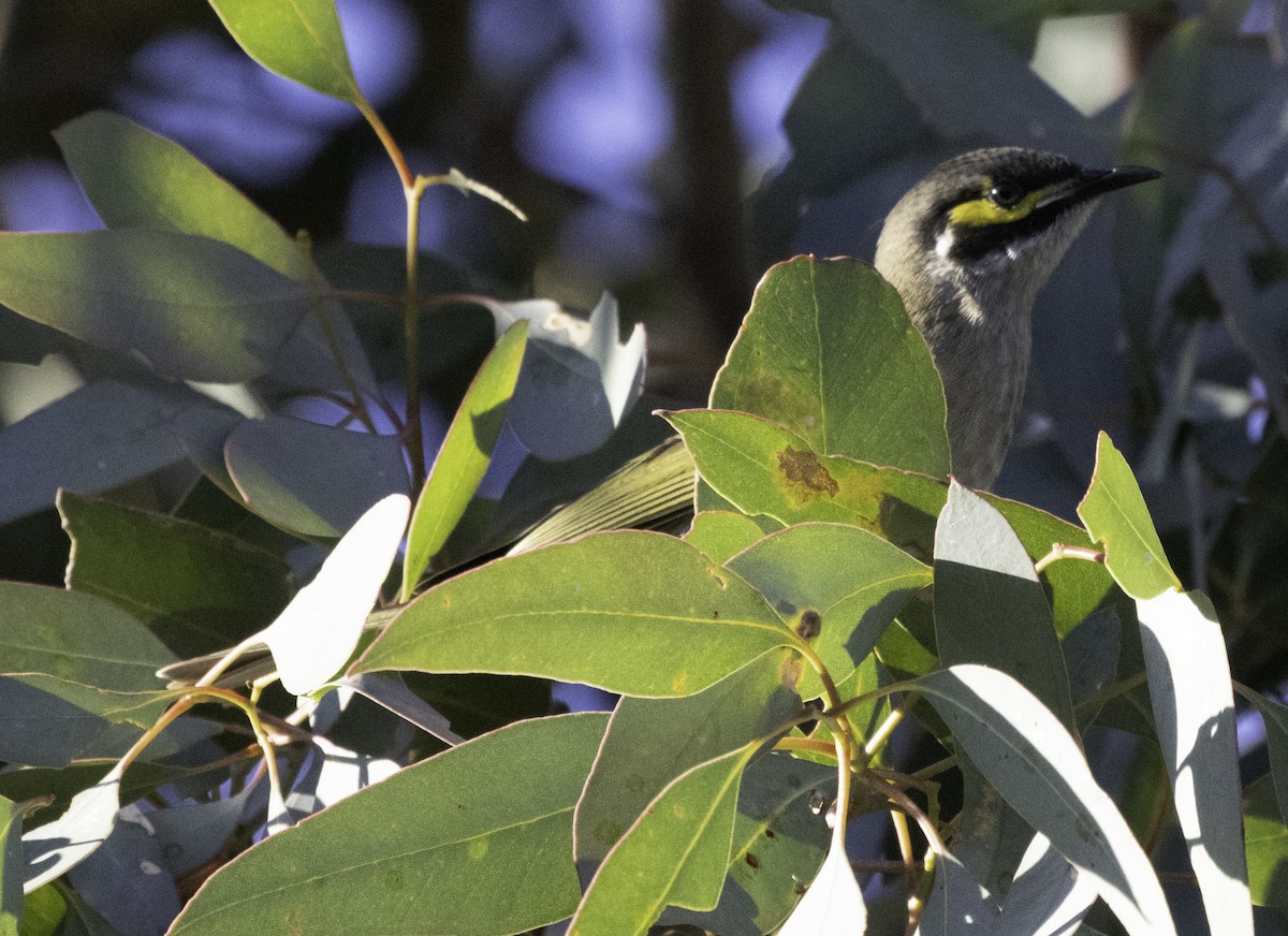 Yellow-faced Honeyeater - ML617868355