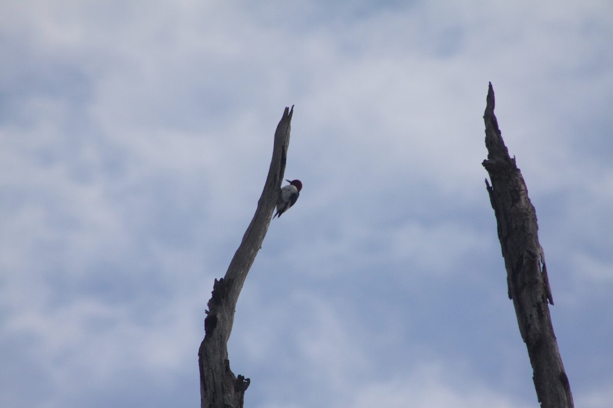 Red-headed Woodpecker - ML617868375