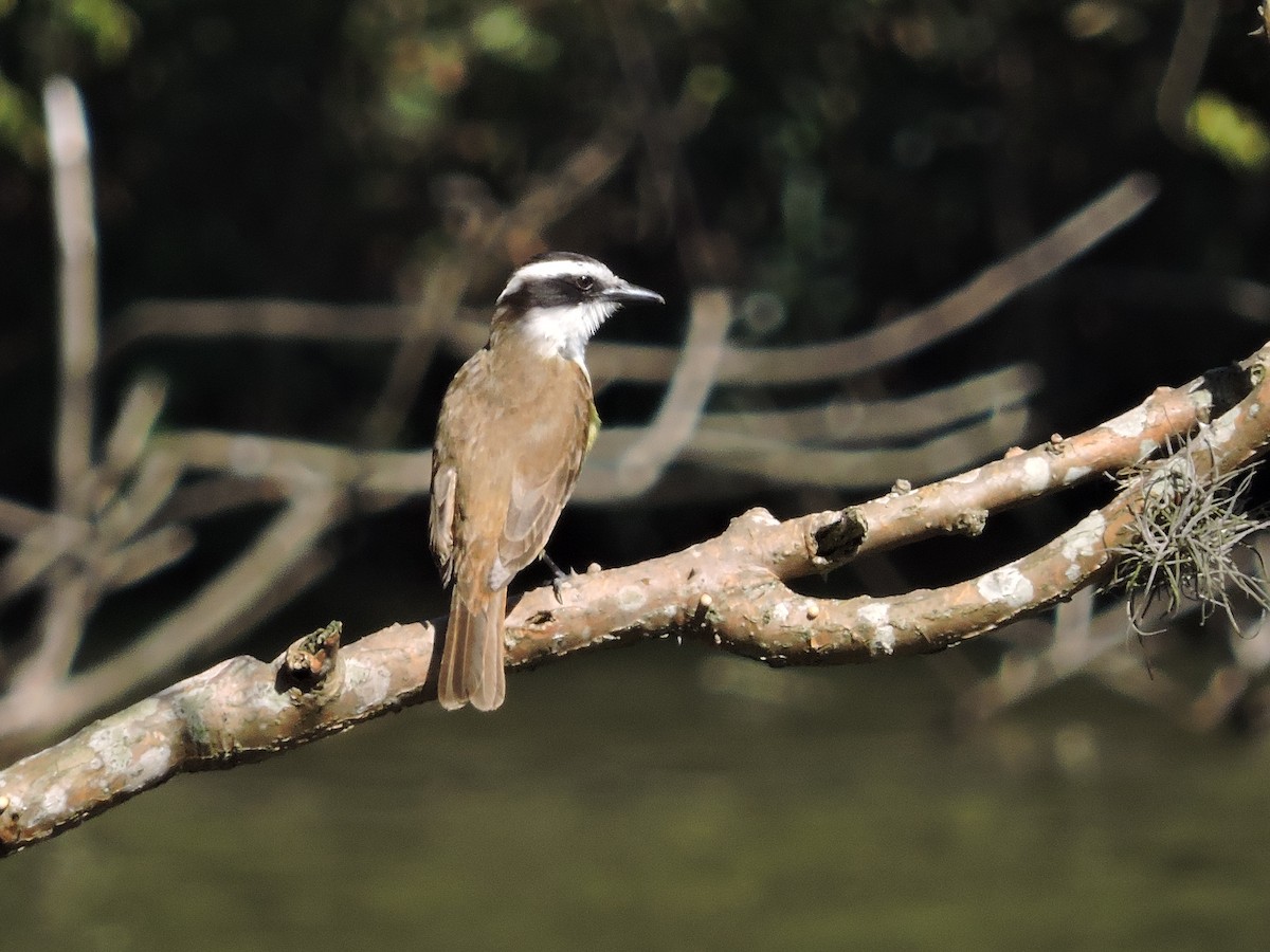 Great Kiskadee - ML617868391