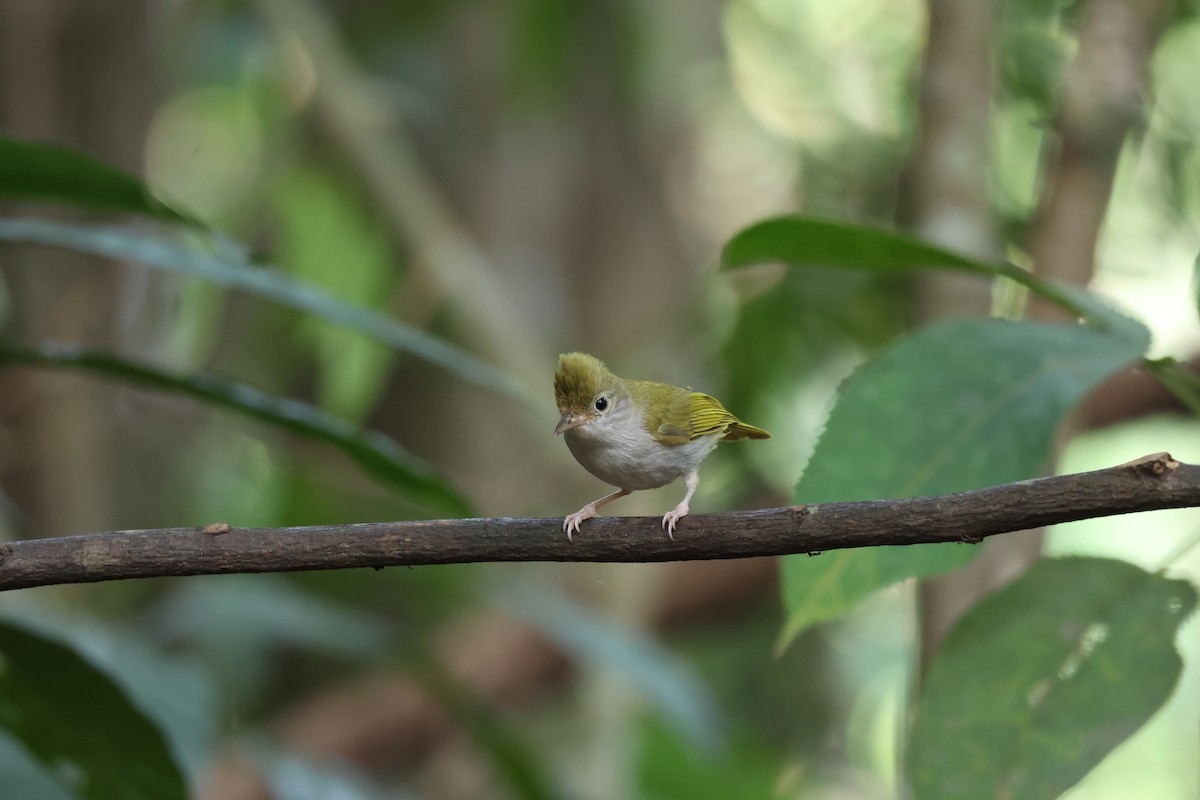 White-bellied Erpornis - ML617868422