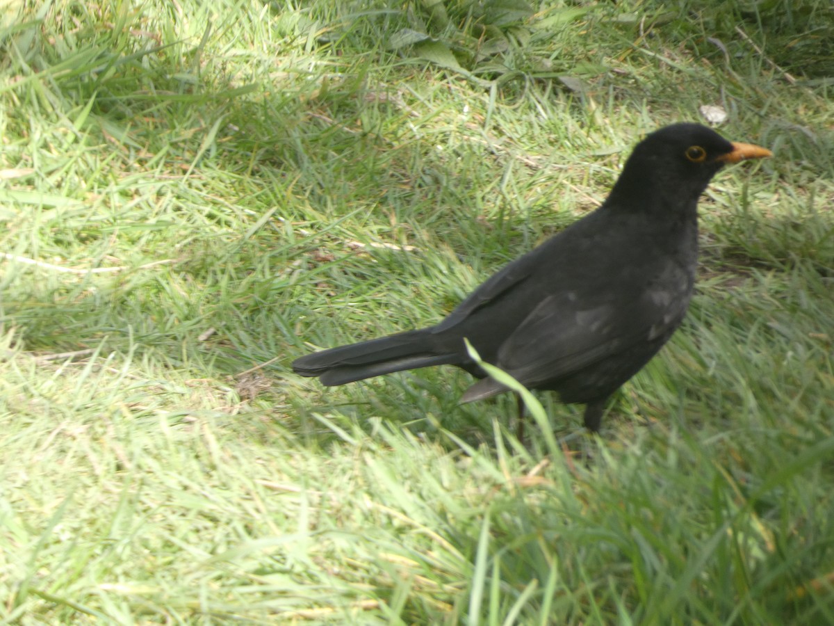 Eurasian Blackbird - ML617868452