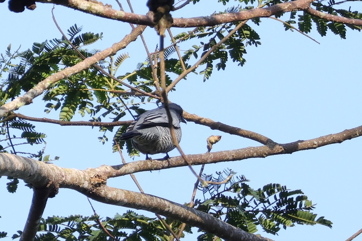 Pale-shouldered Cicadabird - ML617868473