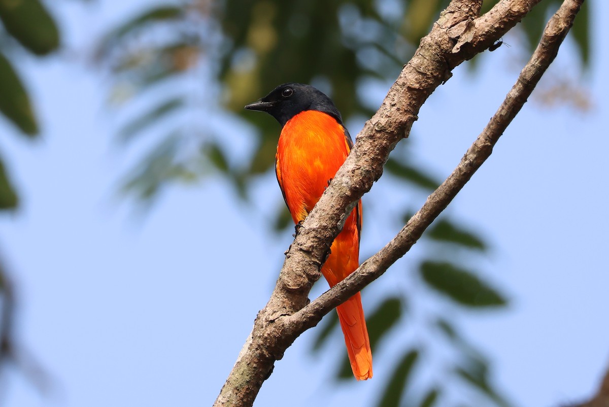 Scarlet Minivet - Akekachoke Buranaanun