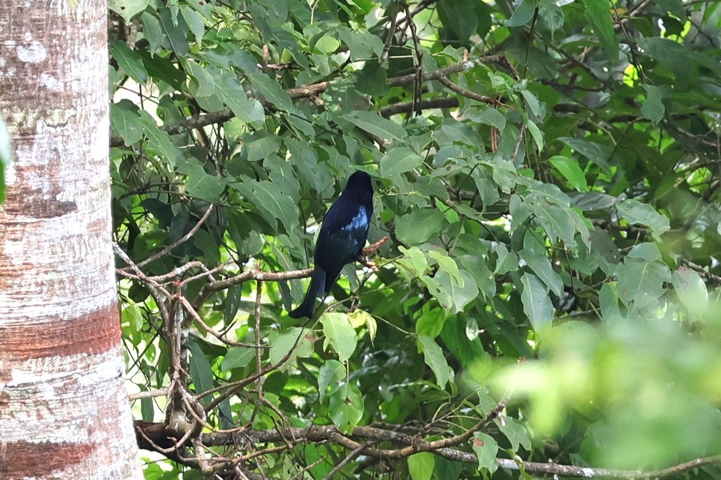 Wallacean Drongo (Flores) - ML617868547