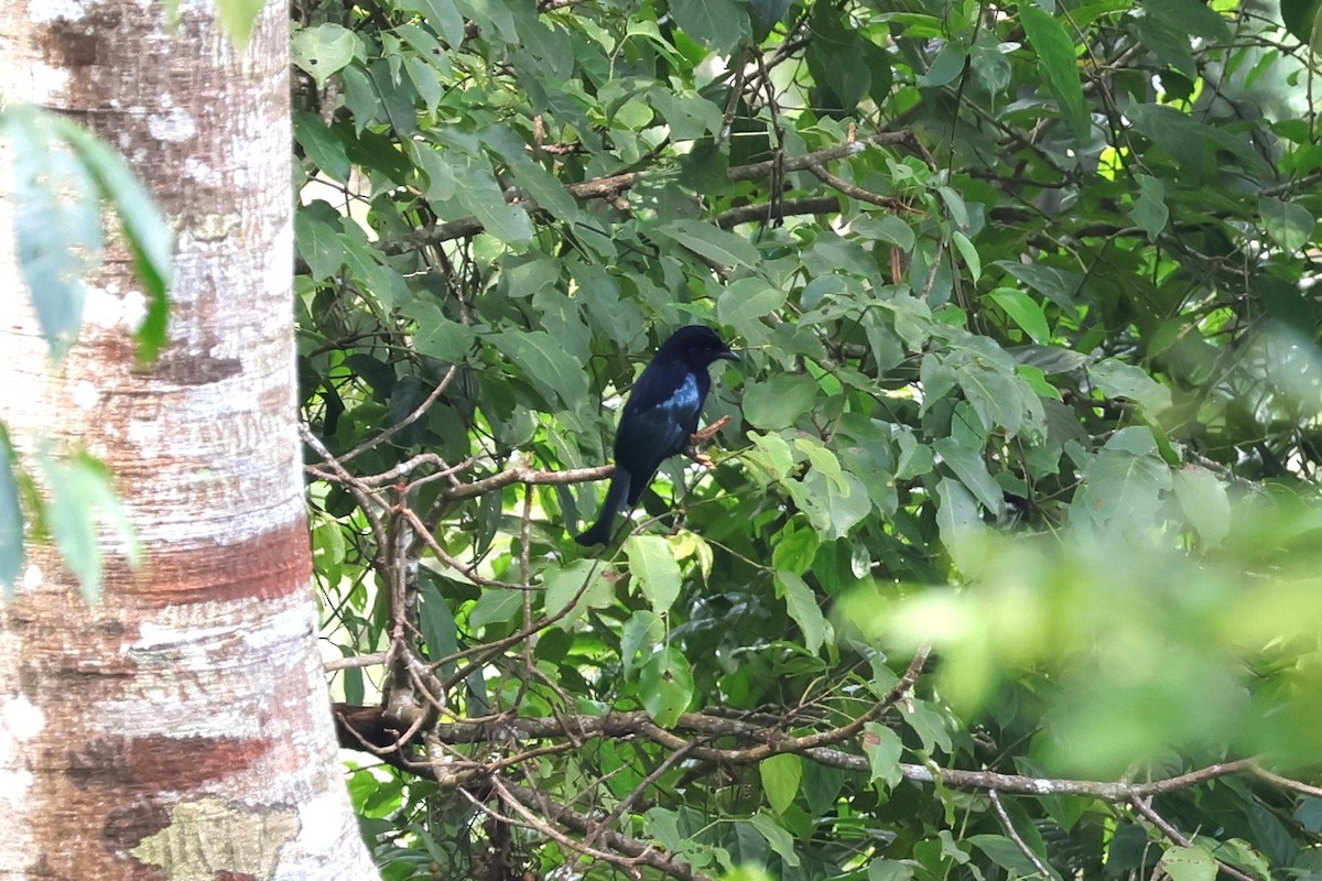 Drongo de la Sonde (bimaensis) - ML617868548