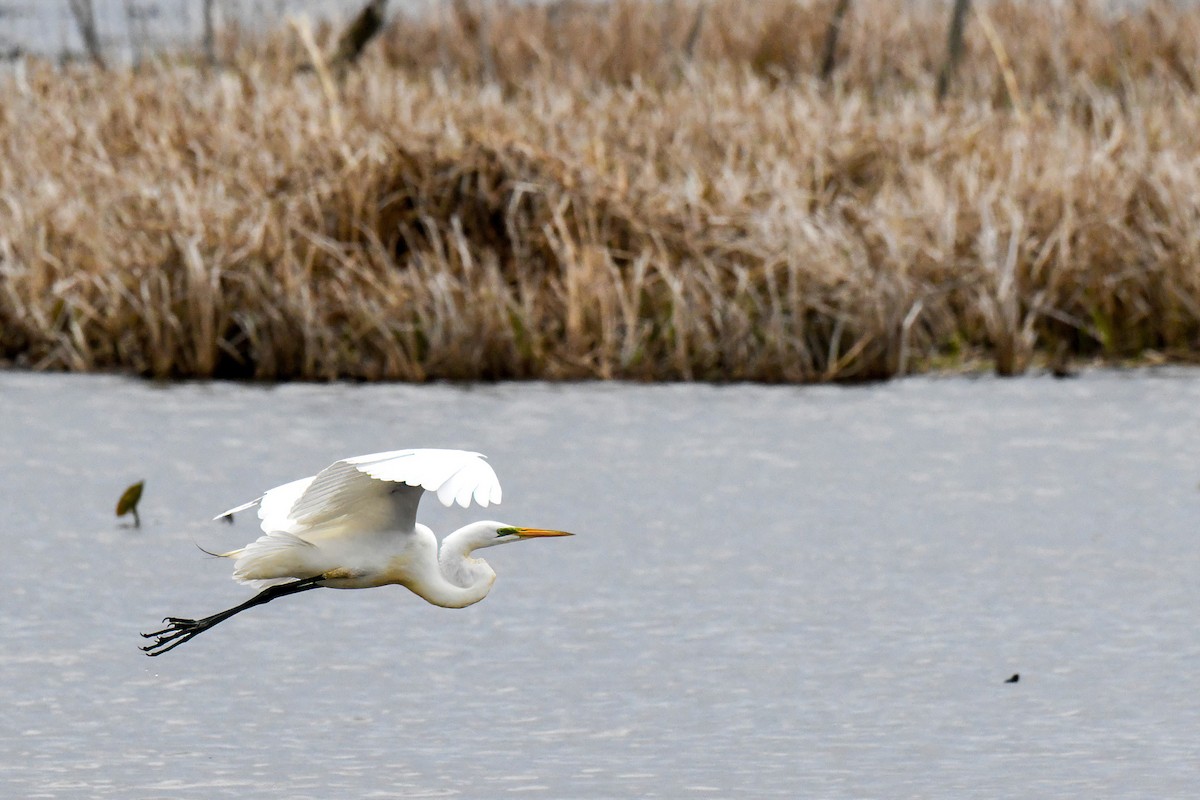 Great Egret - ML617868575