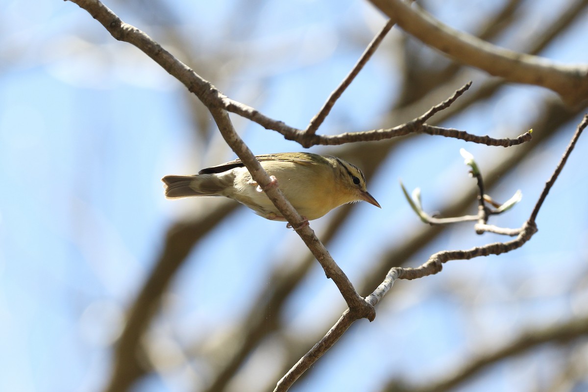 Worm-eating Warbler - ML617868576