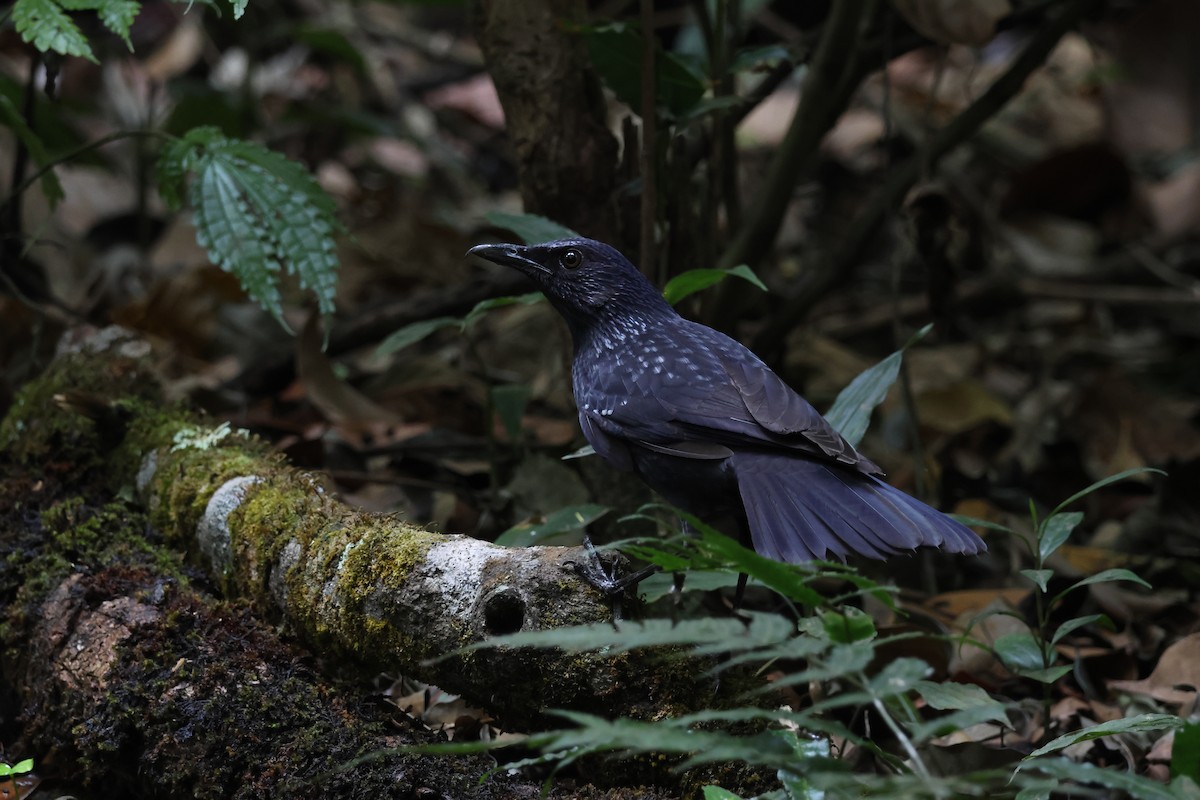 Blue Whistling-Thrush (Black-billed) - ML617868578