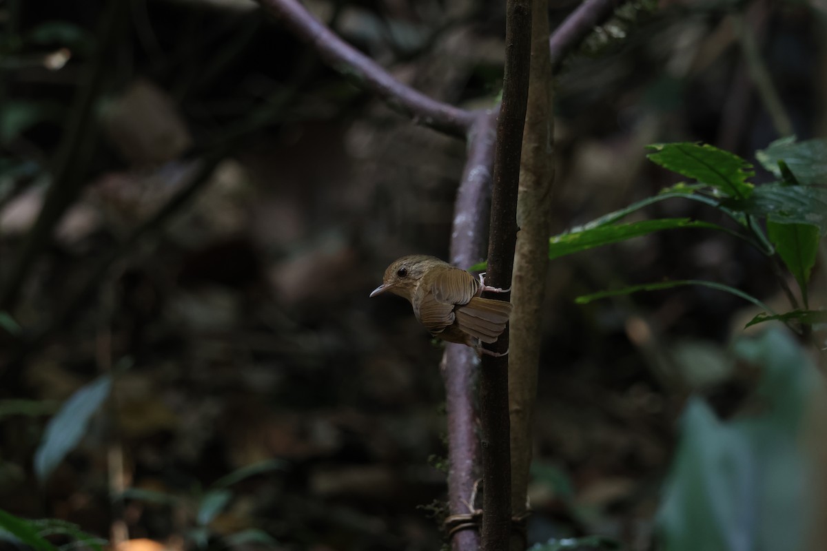 Buff-breasted Babbler - ML617868583