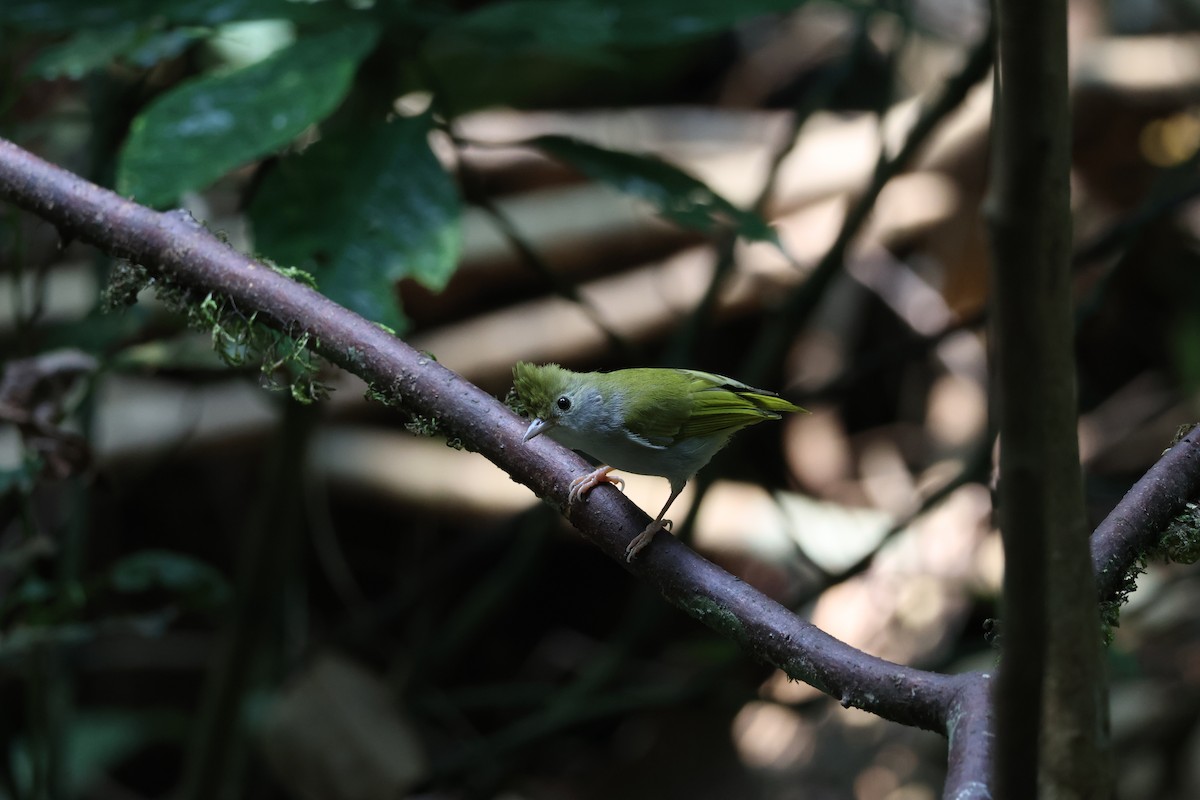 White-bellied Erpornis - Akekachoke Buranaanun