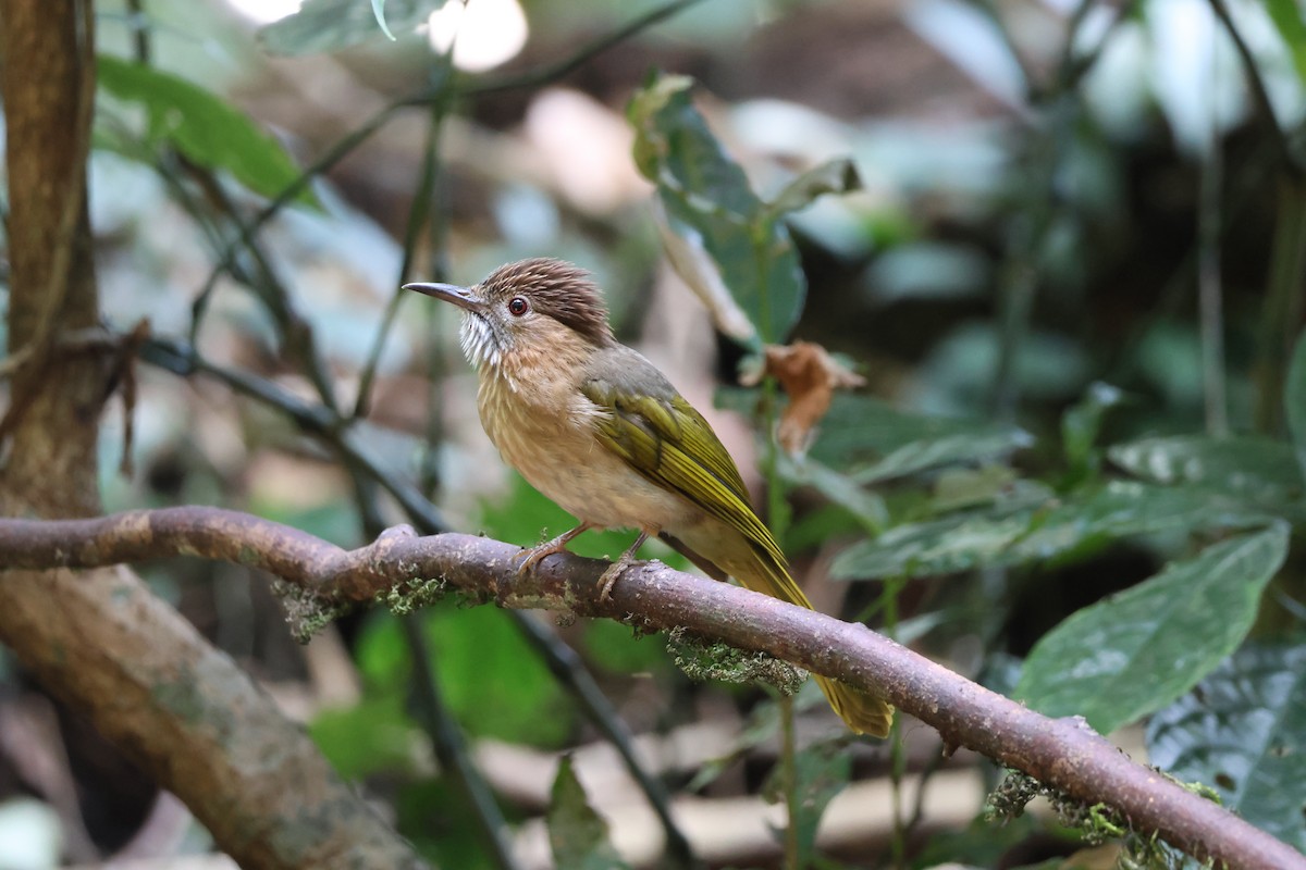 Mountain Bulbul - Akekachoke Buranaanun