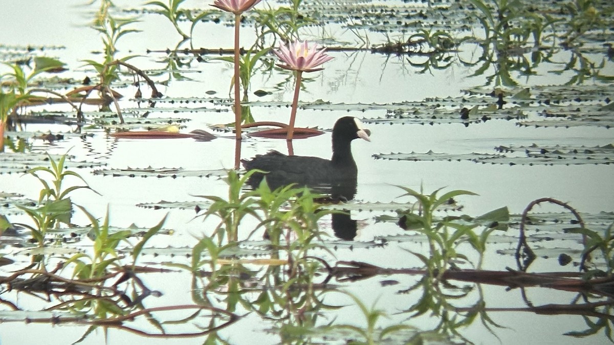 Eurasian Coot - ML617868618