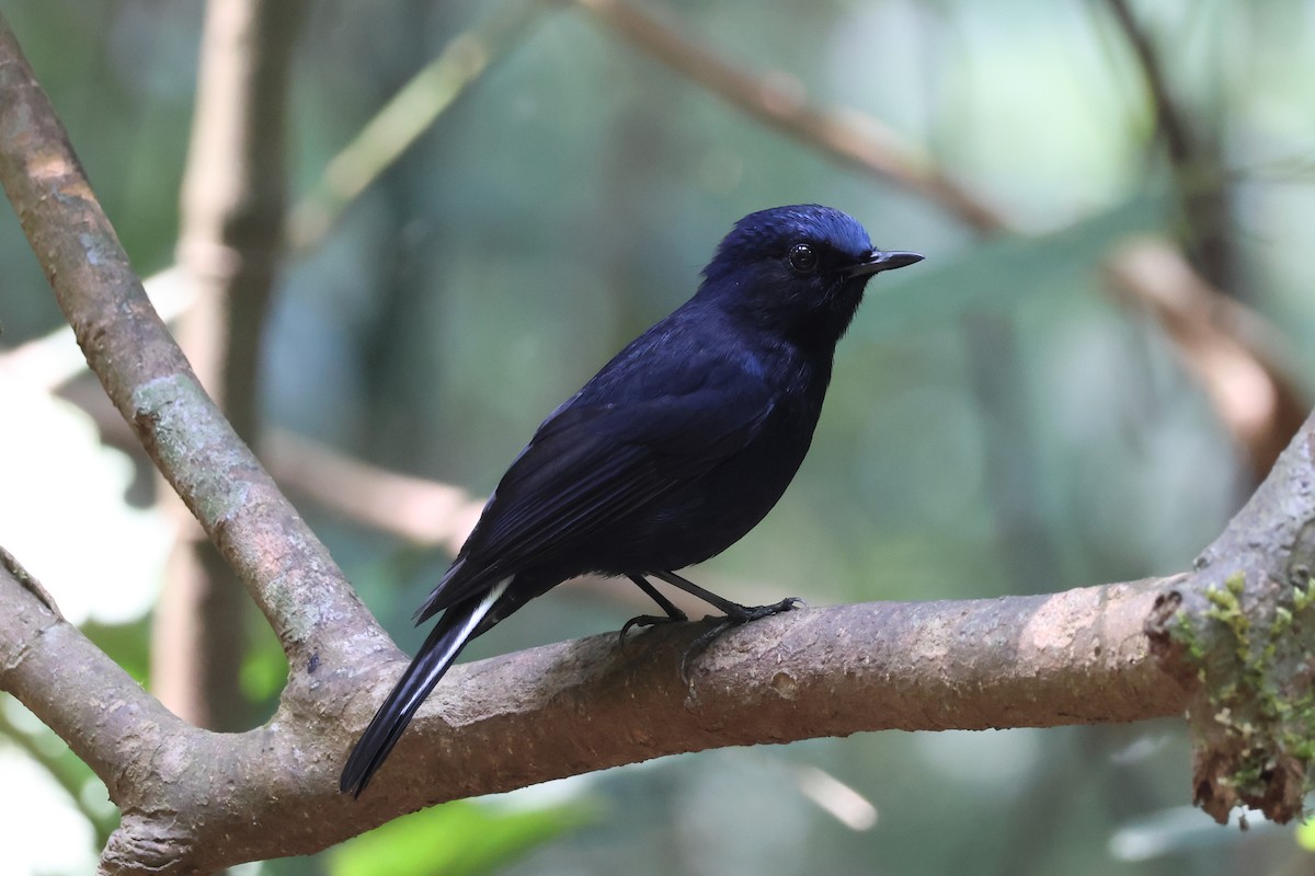 White-tailed Robin - ML617868621