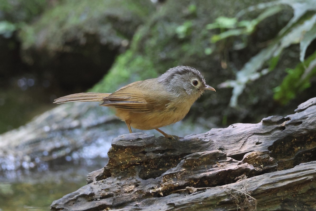 Yunnan Fulvetta - Akekachoke Buranaanun