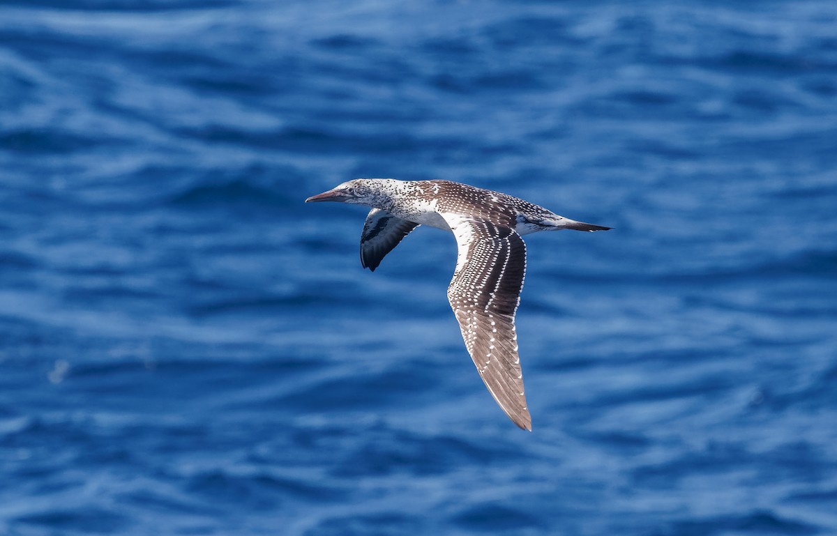 Australasian Gannet - ML617868626