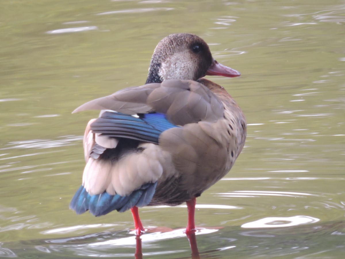 Pato Brasileño - ML617868653