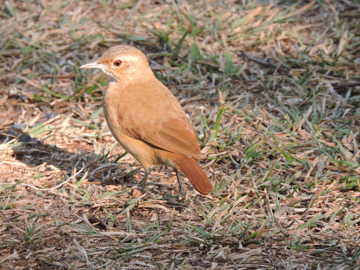 Rufous Hornero - ML617868655