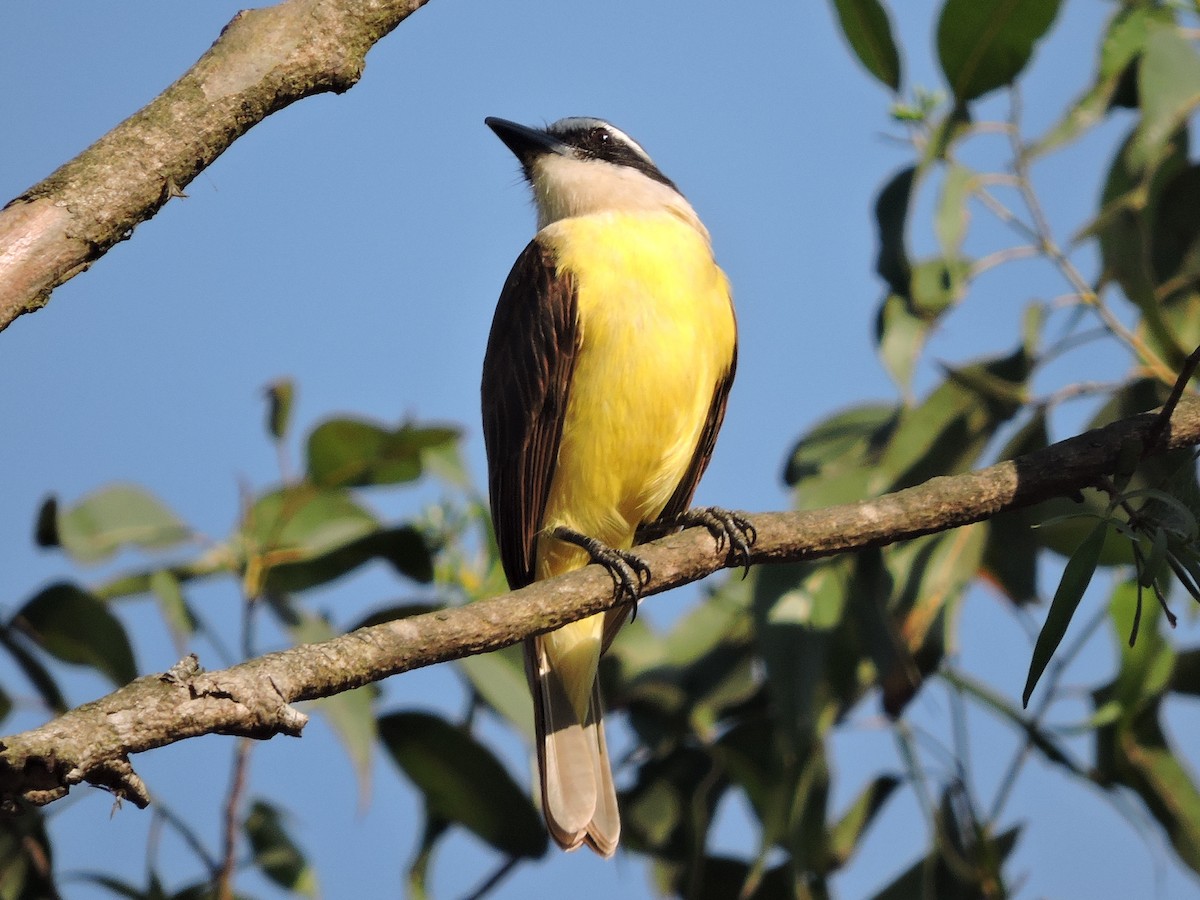 Great Kiskadee - ML617868663