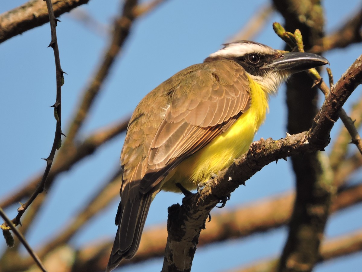 Boat-billed Flycatcher - ML617868664