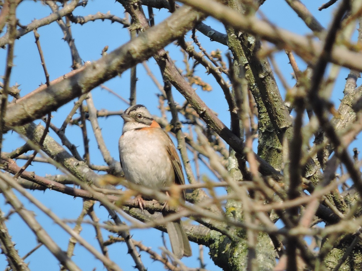 Rufous-collared Sparrow - ML617868668