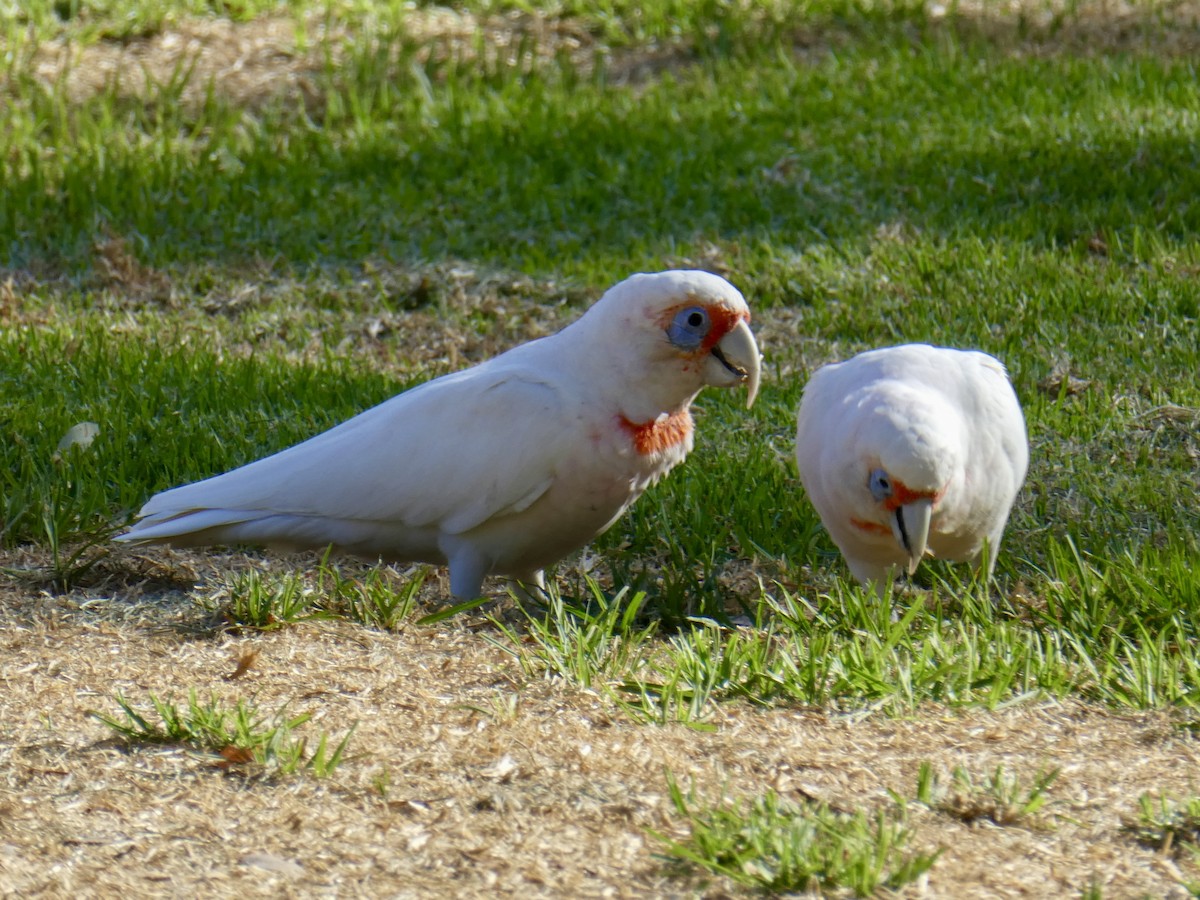 Cacatúa Picofina - ML617868692