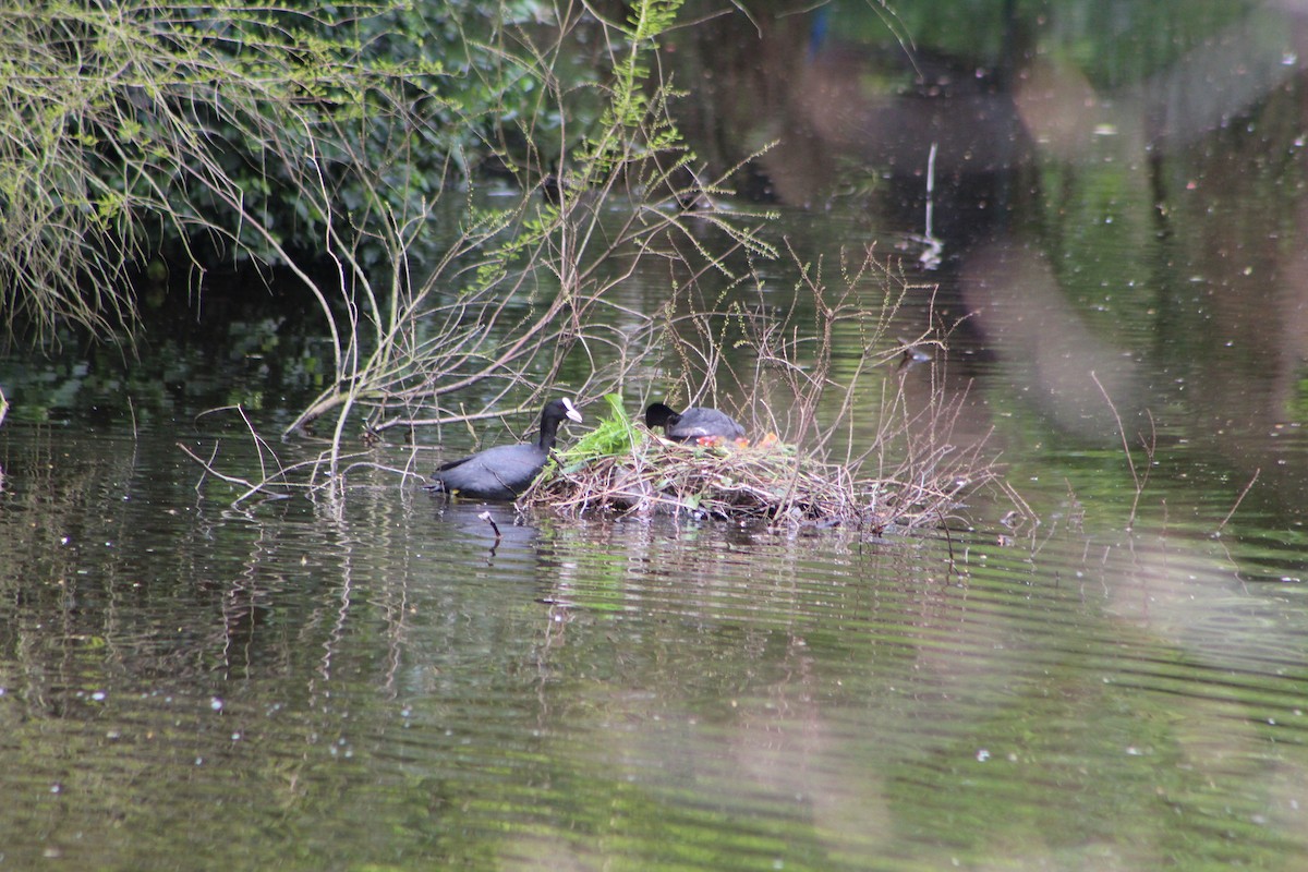 Eurasian Coot - ML617868695