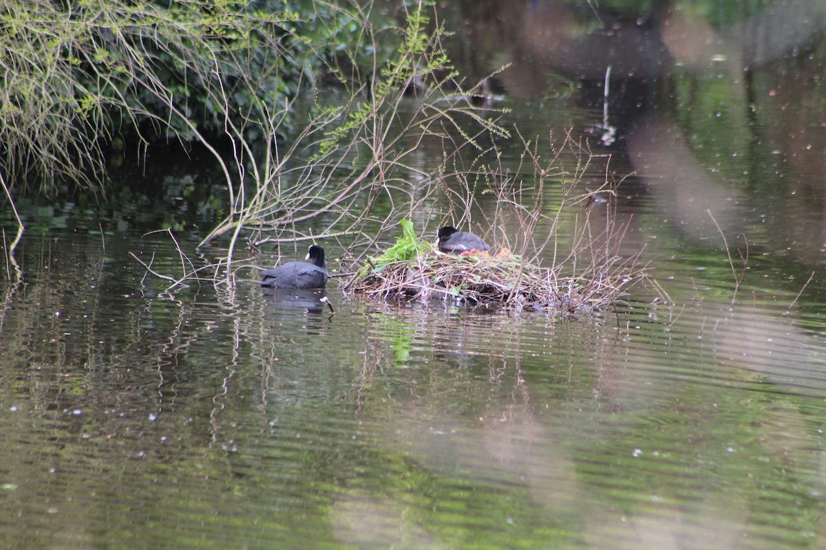 Eurasian Coot - ML617868696