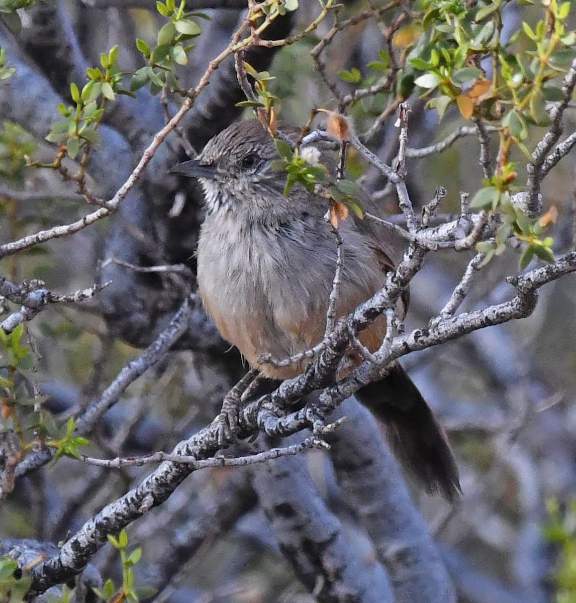 Patagonian Canastero - ML617868708