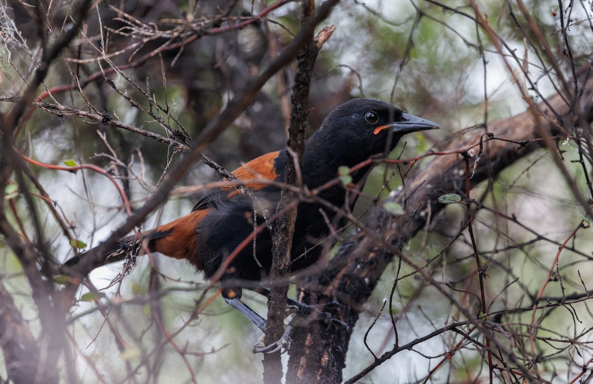 North Island Saddleback - Mike Edgecombe