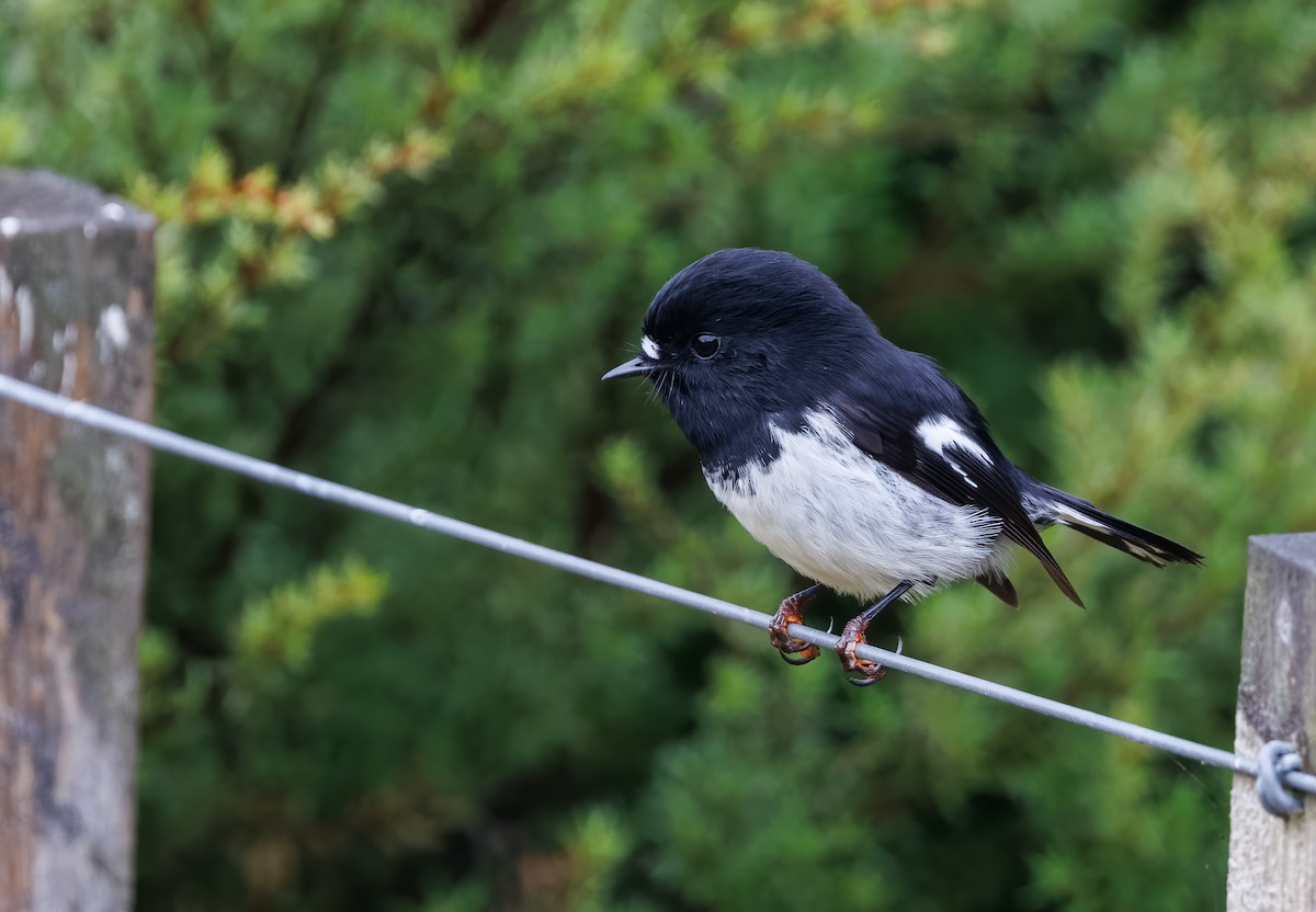 Tomtit (New Zealand) - Mike Edgecombe