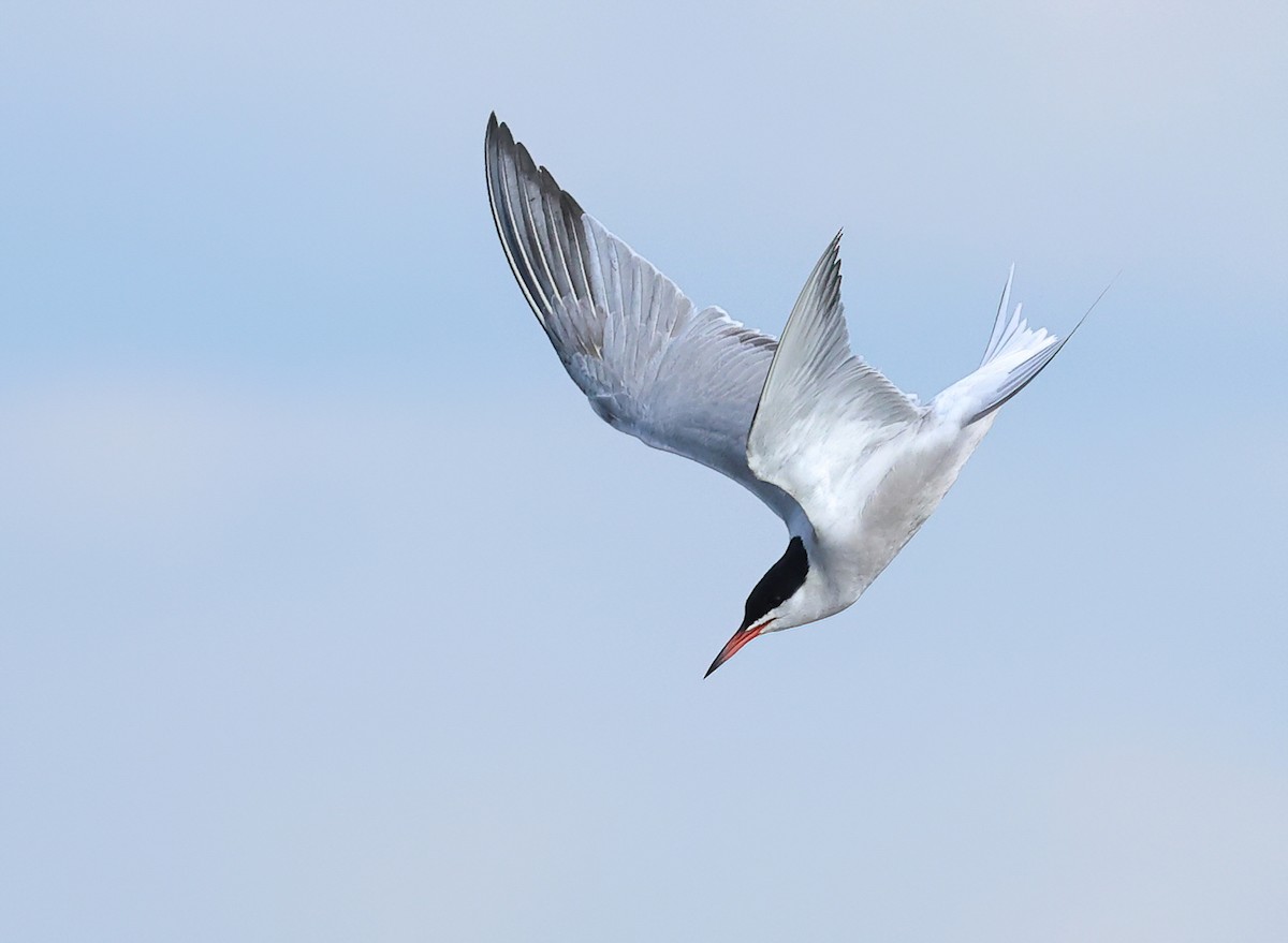 Common Tern - ML617868828
