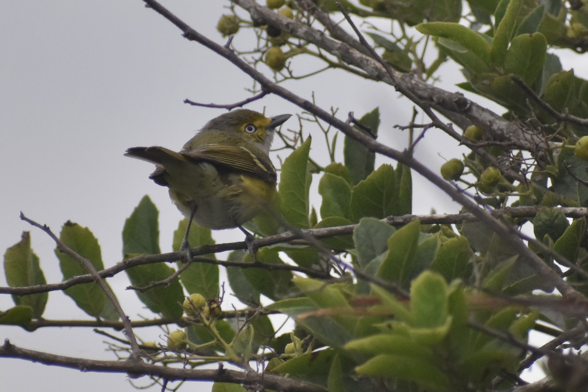 Vireo Ojiblanco - ML617868842