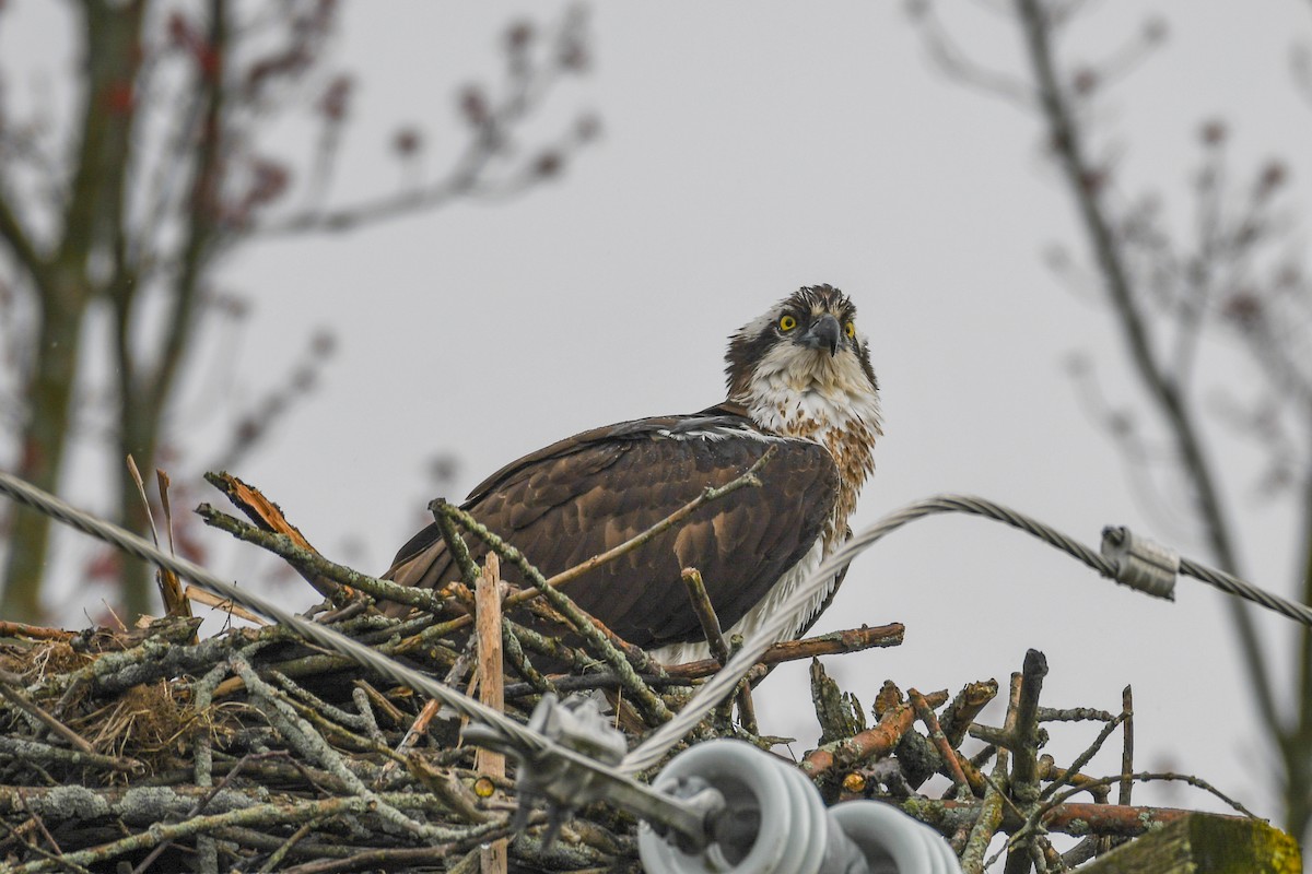 Osprey - ML617868875