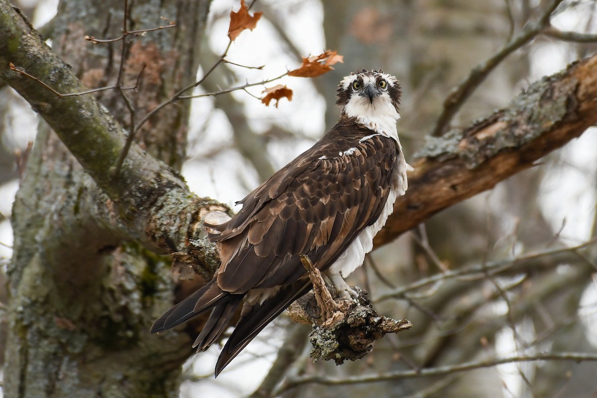 Osprey - ML617868878