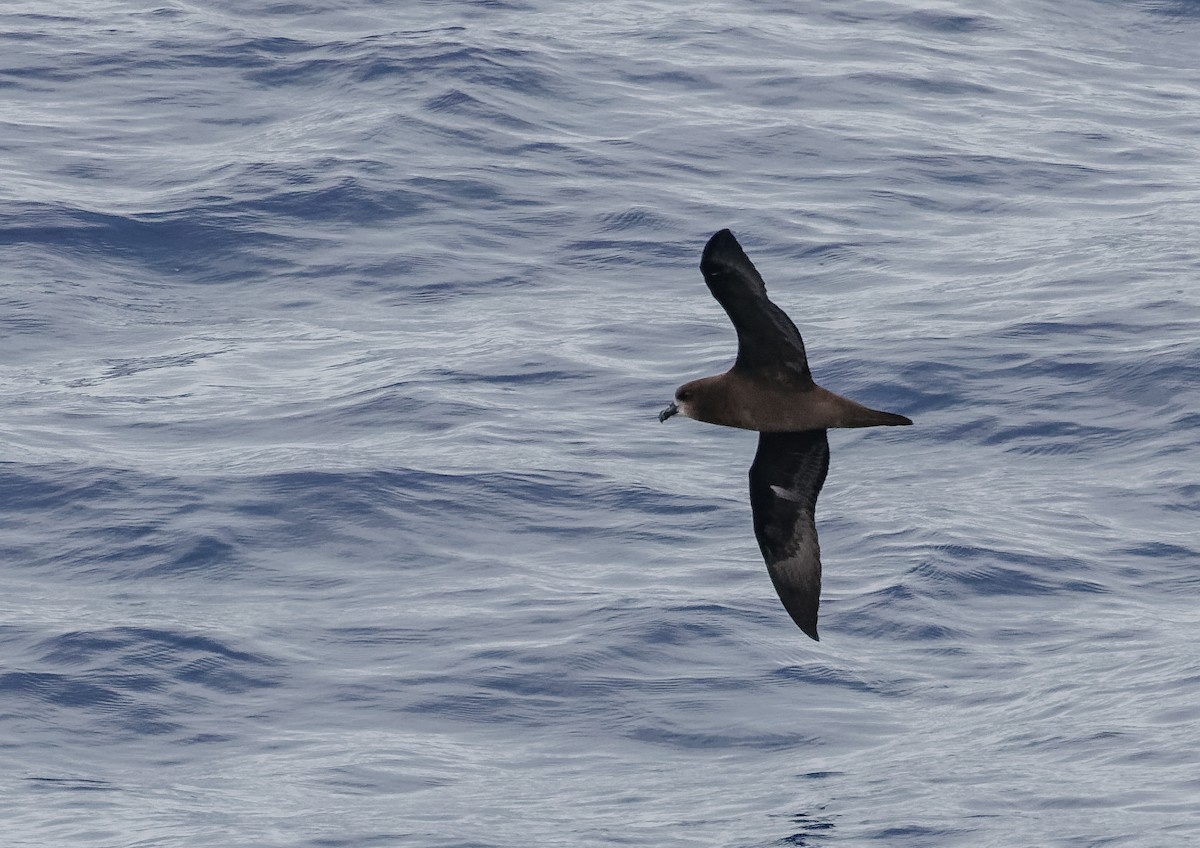 Gray-faced Petrel - Mike Edgecombe