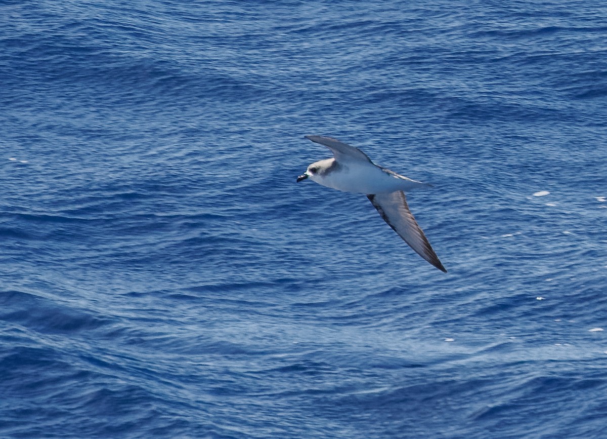 Petrel de Cook - ML617868893