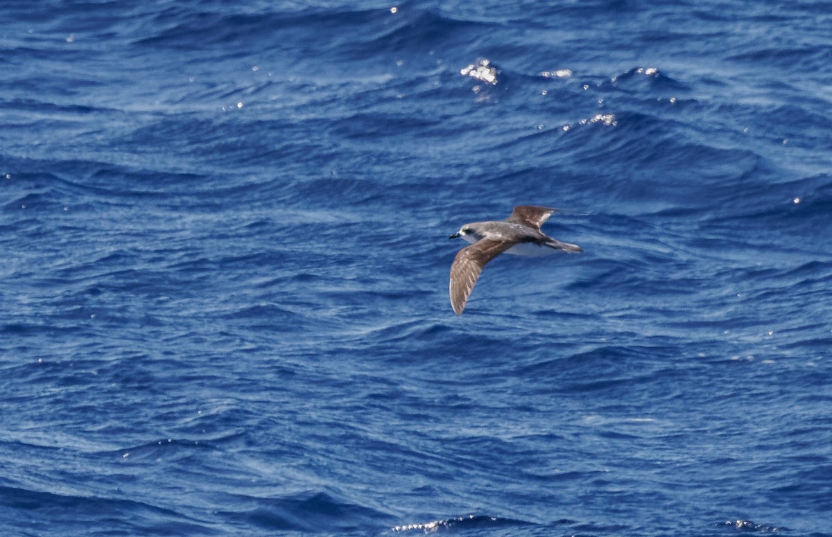 Petrel de Cook - ML617868894