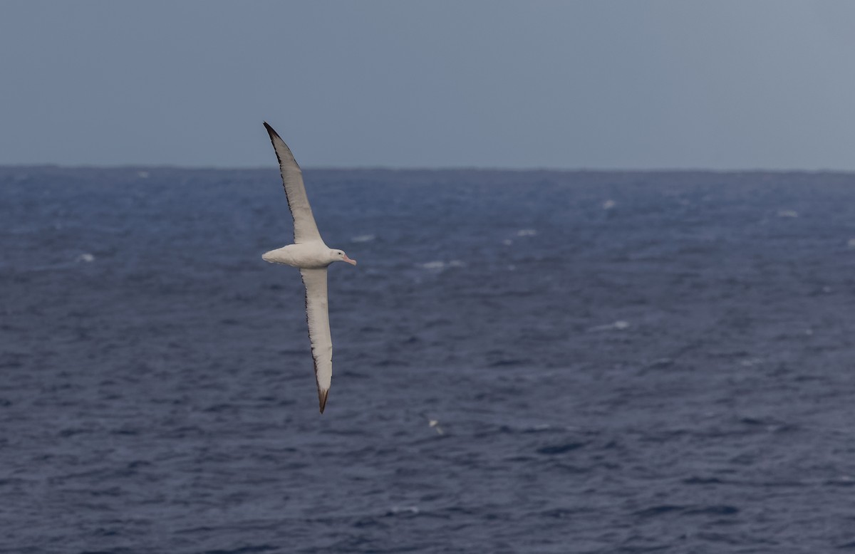 large albatross sp. - ML617868929