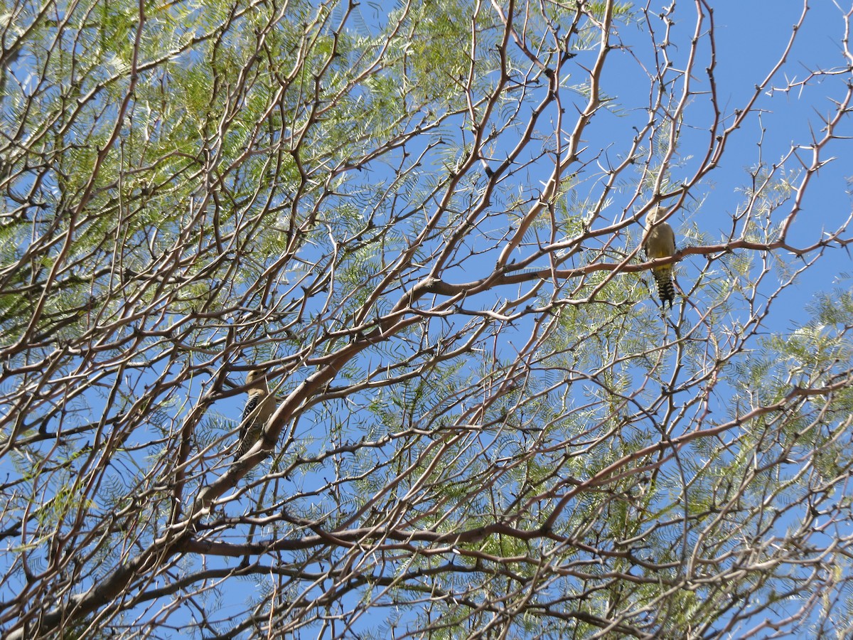 Gila Woodpecker - ML617868980