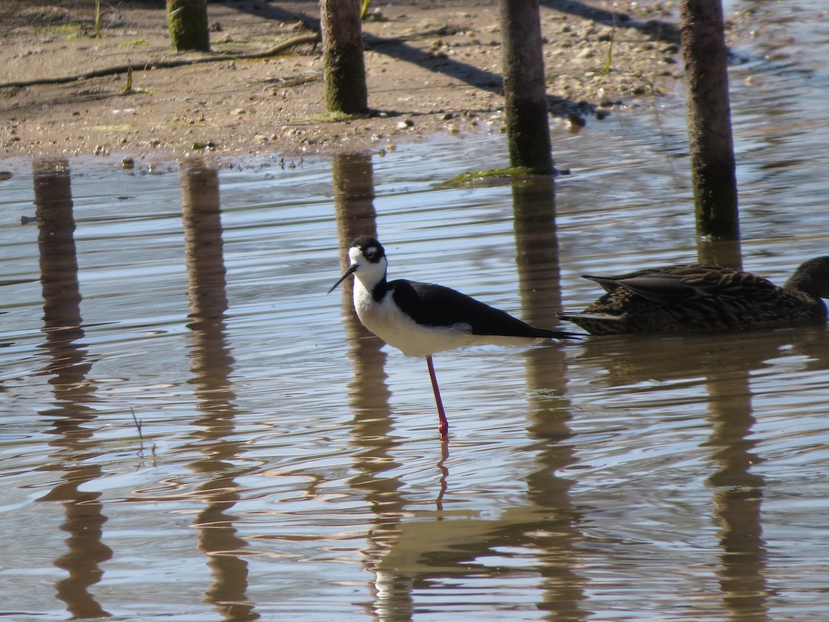 Black-necked Stilt - ML617868995