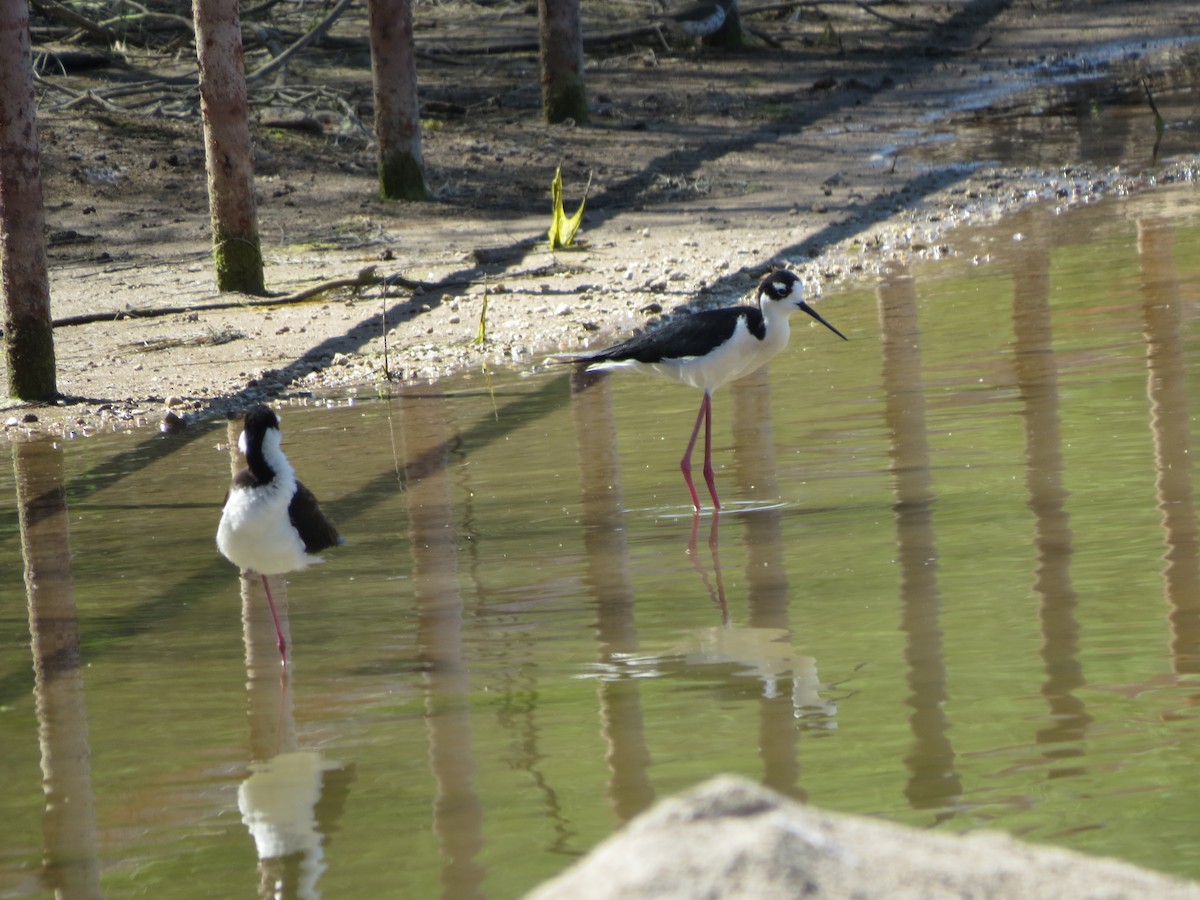 Black-necked Stilt - ML617868996