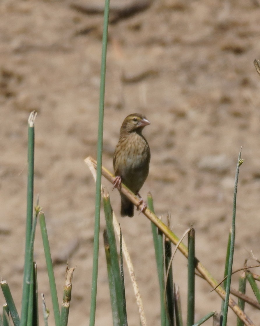 Southern Red Bishop - Sarah Foote