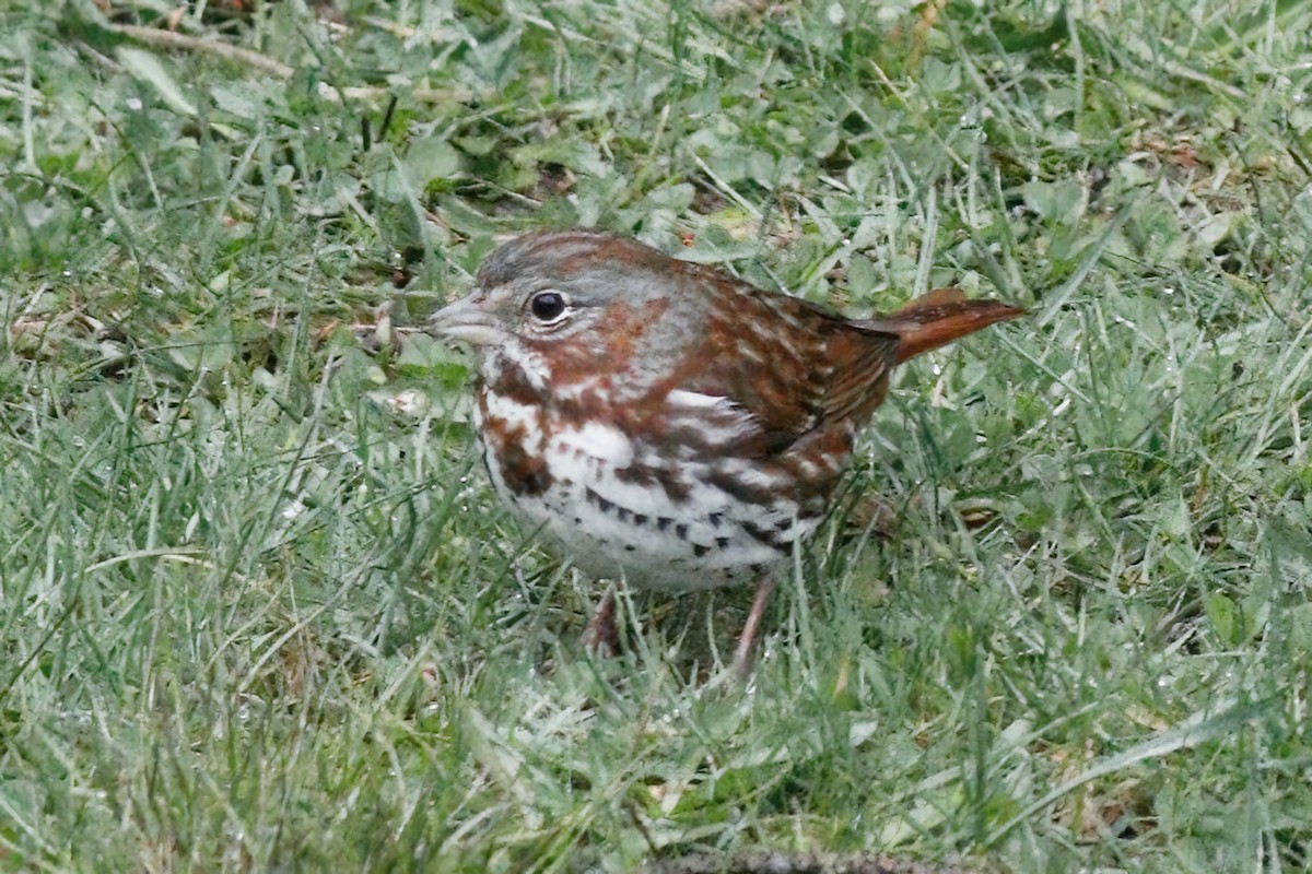 Fox Sparrow - ML617869037