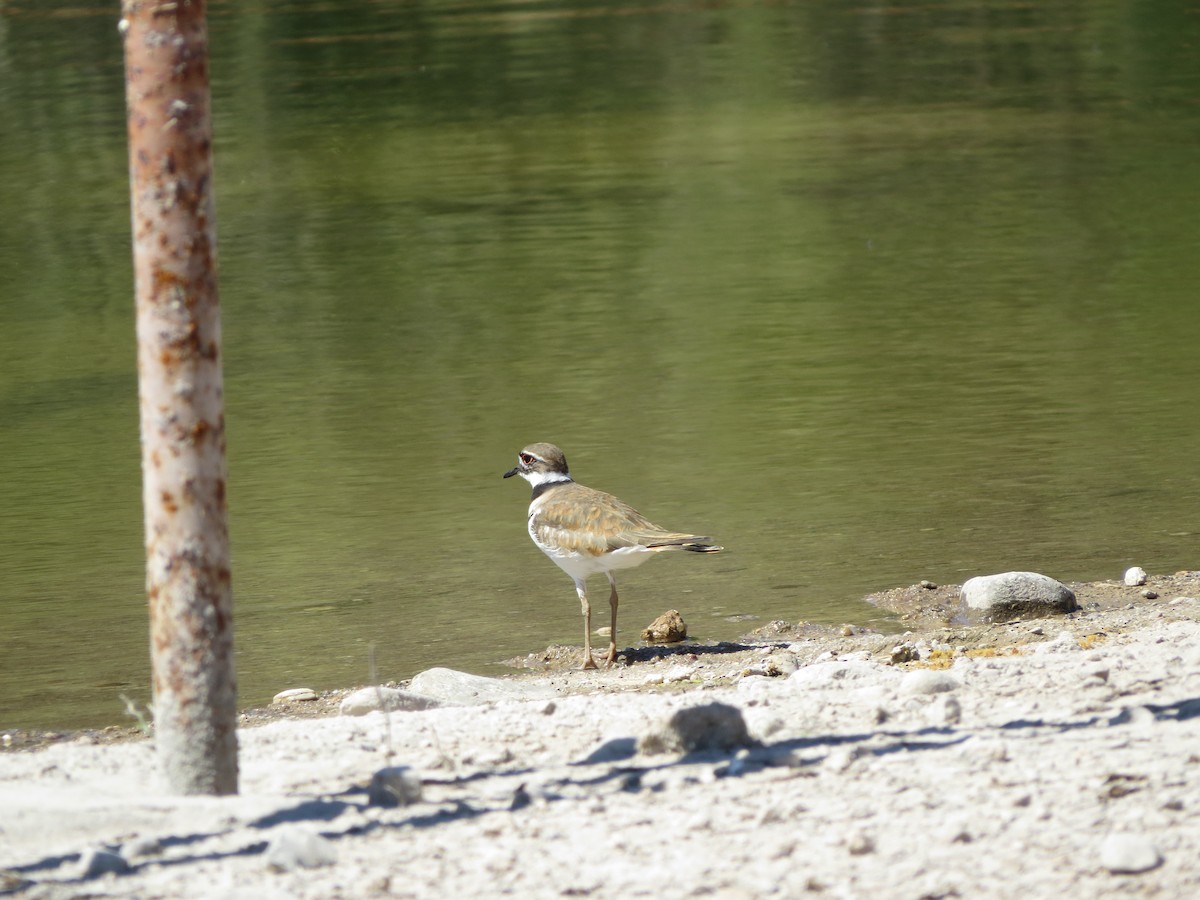 Killdeer - ML617869076