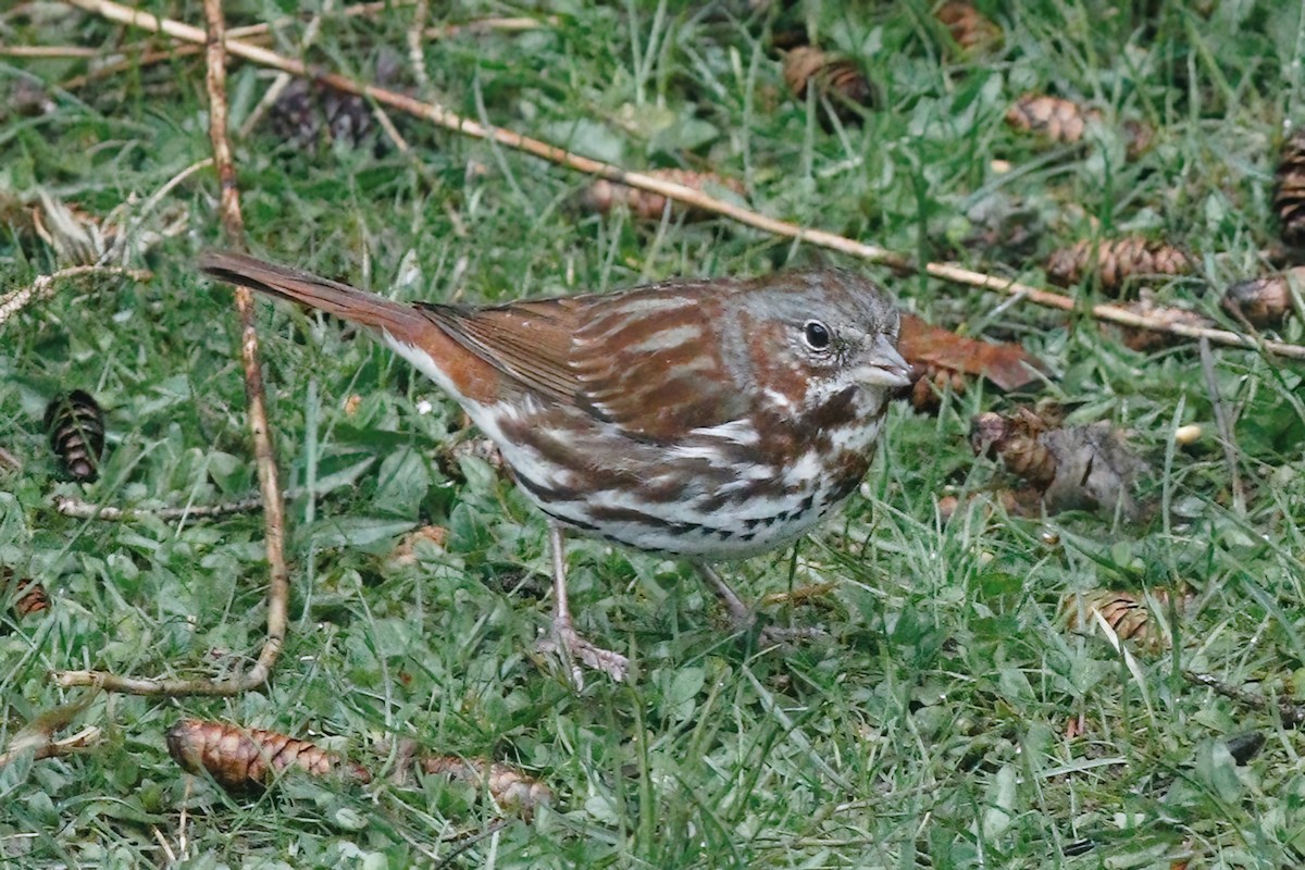 Fox Sparrow - ML617869101