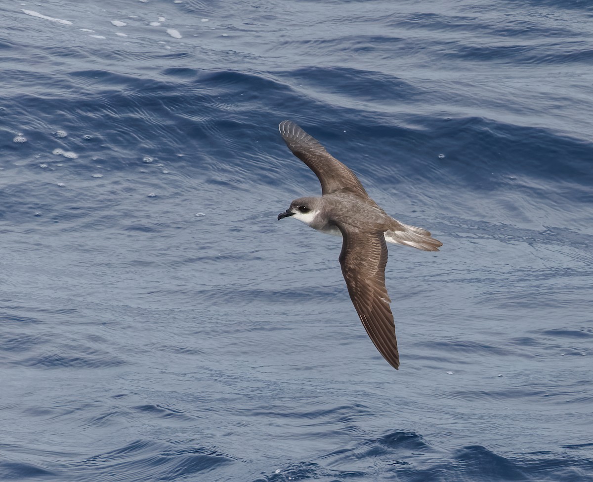 Black-winged Petrel - Mike Edgecombe